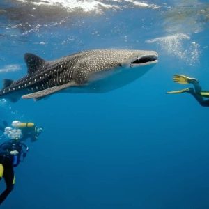 Tour-Hiu-Paus-Start-Lombok