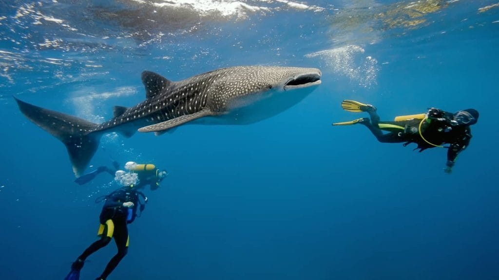 Tour-Hiu-Paus-Start-Lombok